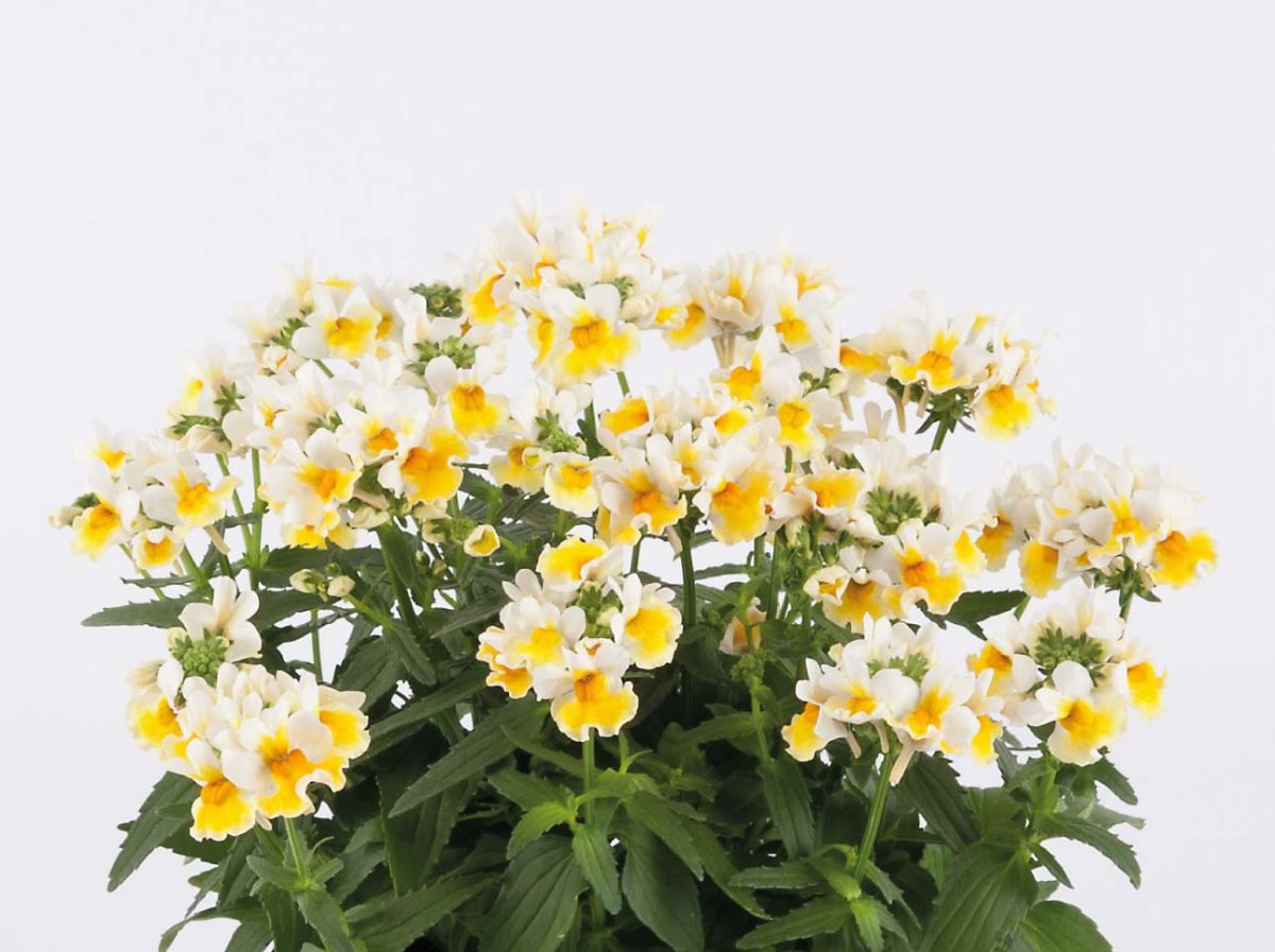 Sunpeddle Yellow White | Revolutionary Compact Urban Nemesia Hybrid