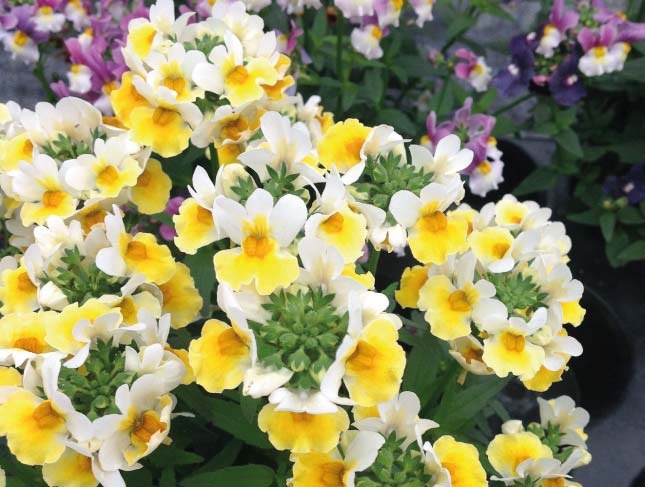 Sunpeddle Yellow White | Revolutionary Compact Urban Nemesia Hybrid